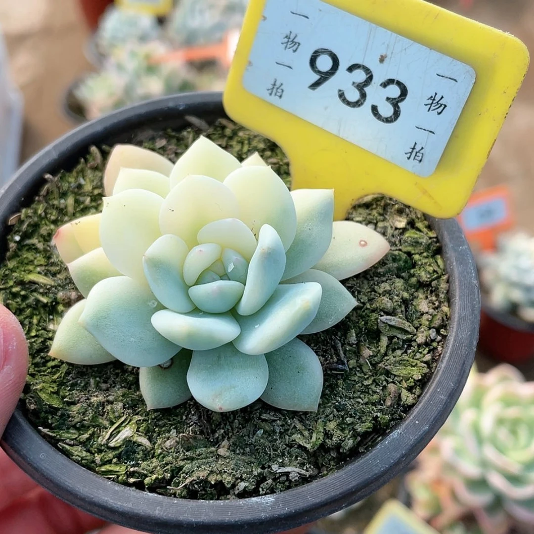 【闪购商品】933号