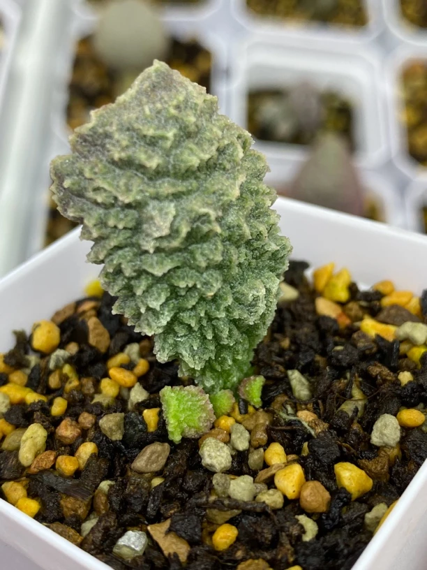 实生新品叶插满58包普快