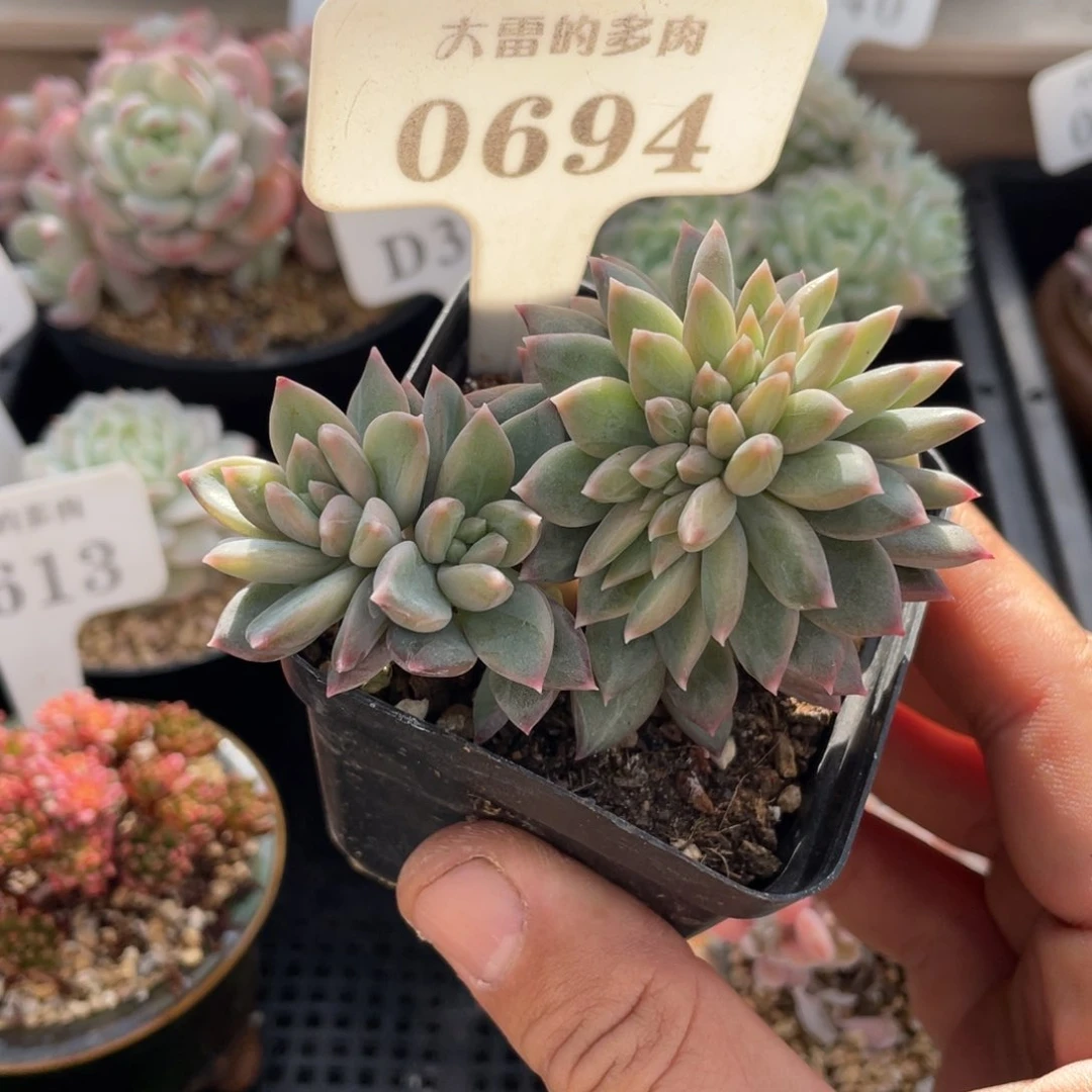 0694暗纹缀不带盆8厘米