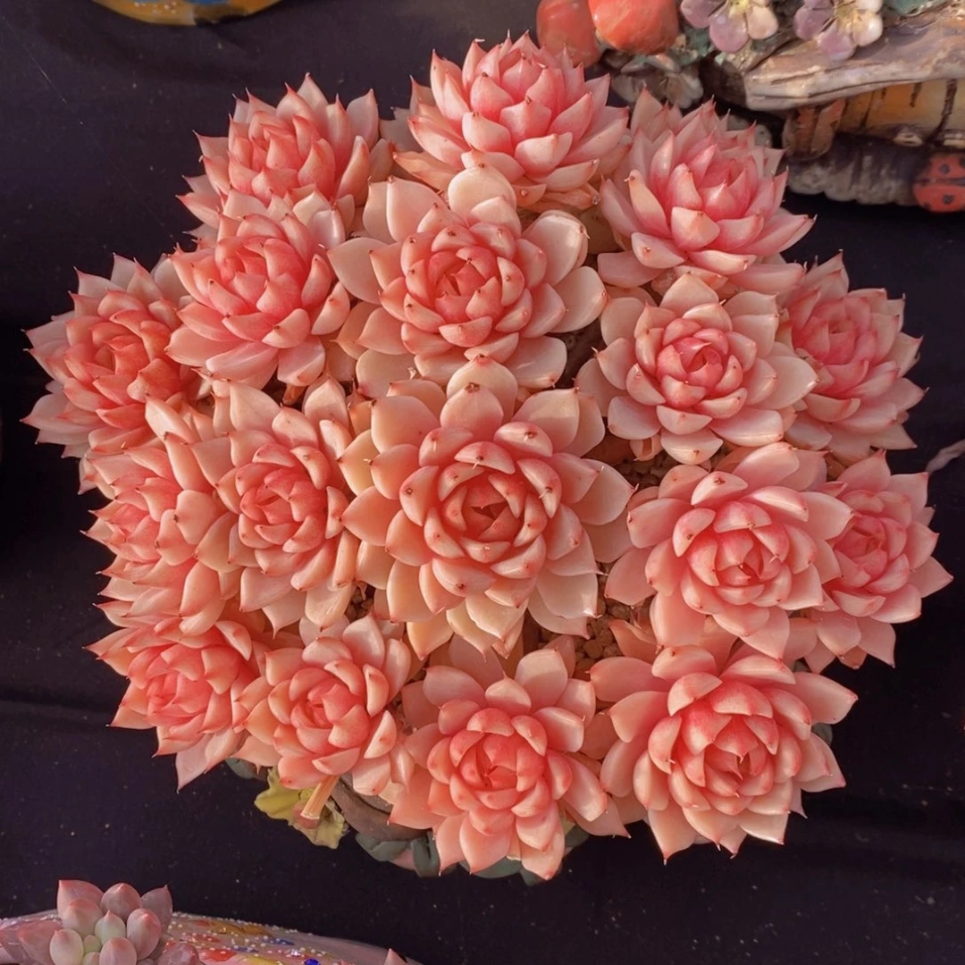 笨芭 一物一拍 多肉