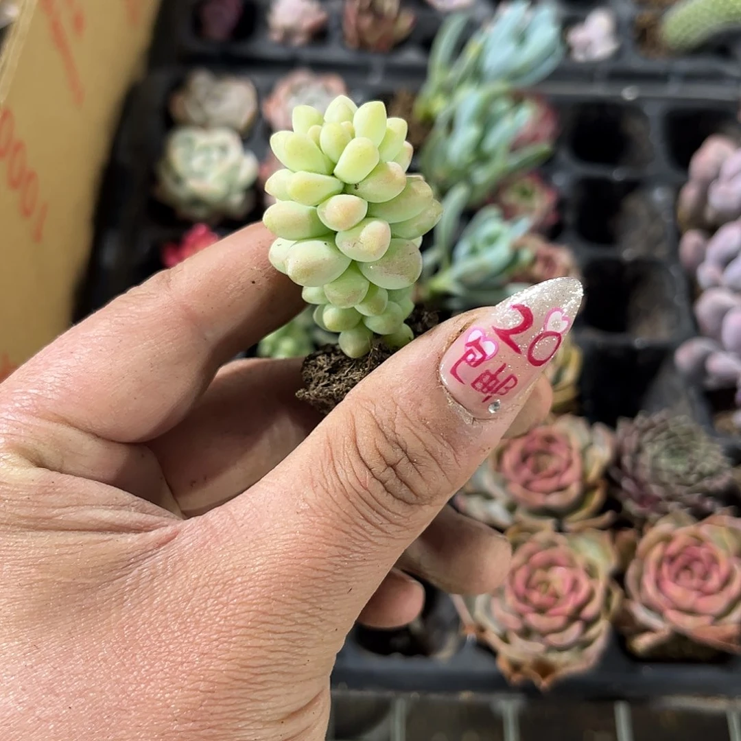 就这个死样子单头发货