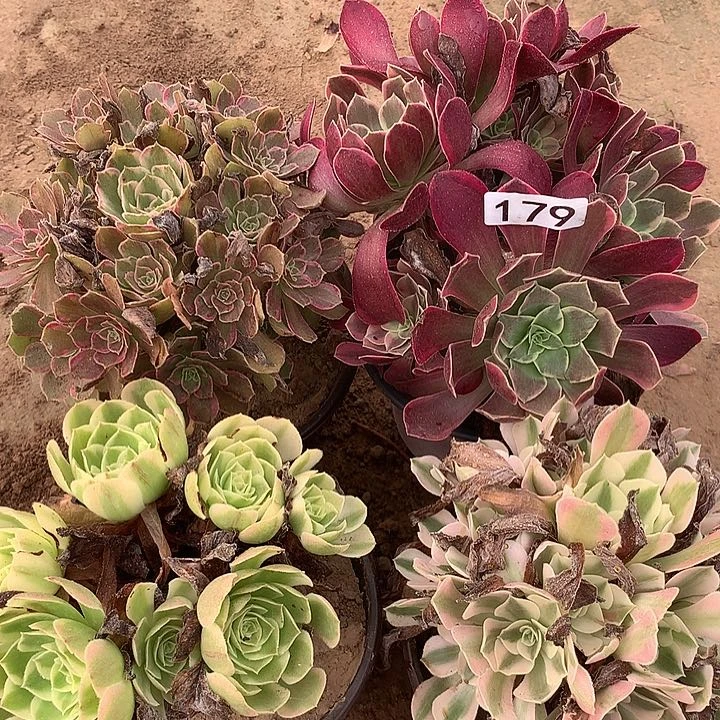 无花朵179四颗多肉植物组合