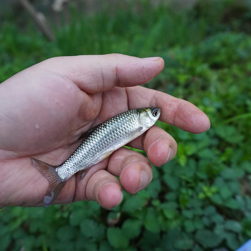 草鱼小鱼四川发货淡水养殖食用观赏均可吃草吃菜叶吃浮萍