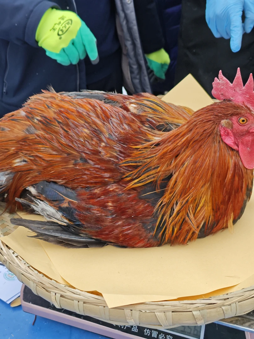 【宰杀发货】农家跑山鸡（6）