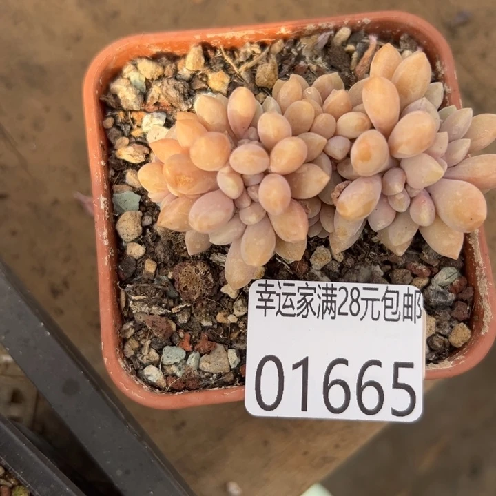 幸运儿是一位非常优秀幸运的