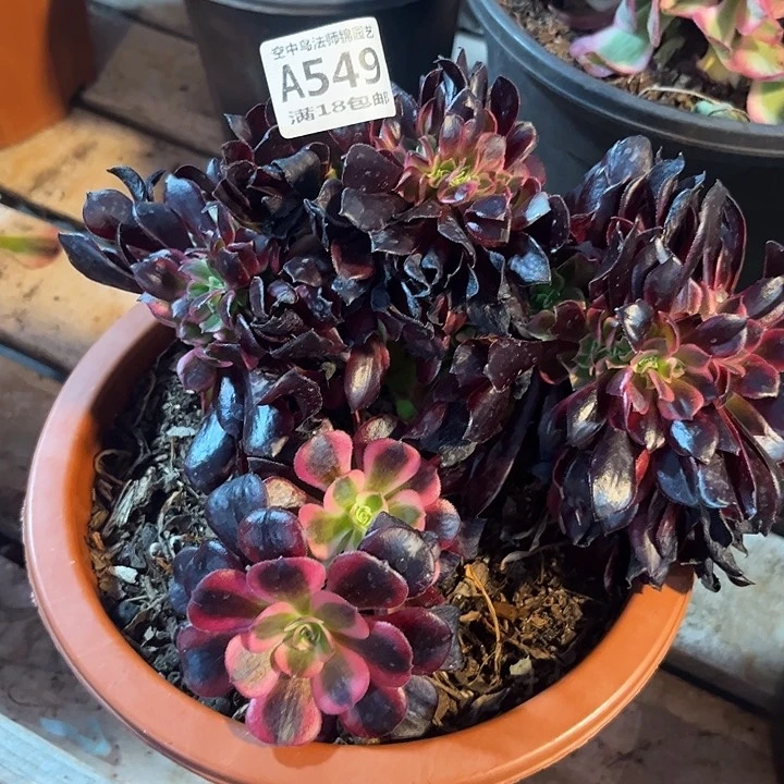 549美度莎多肉植物