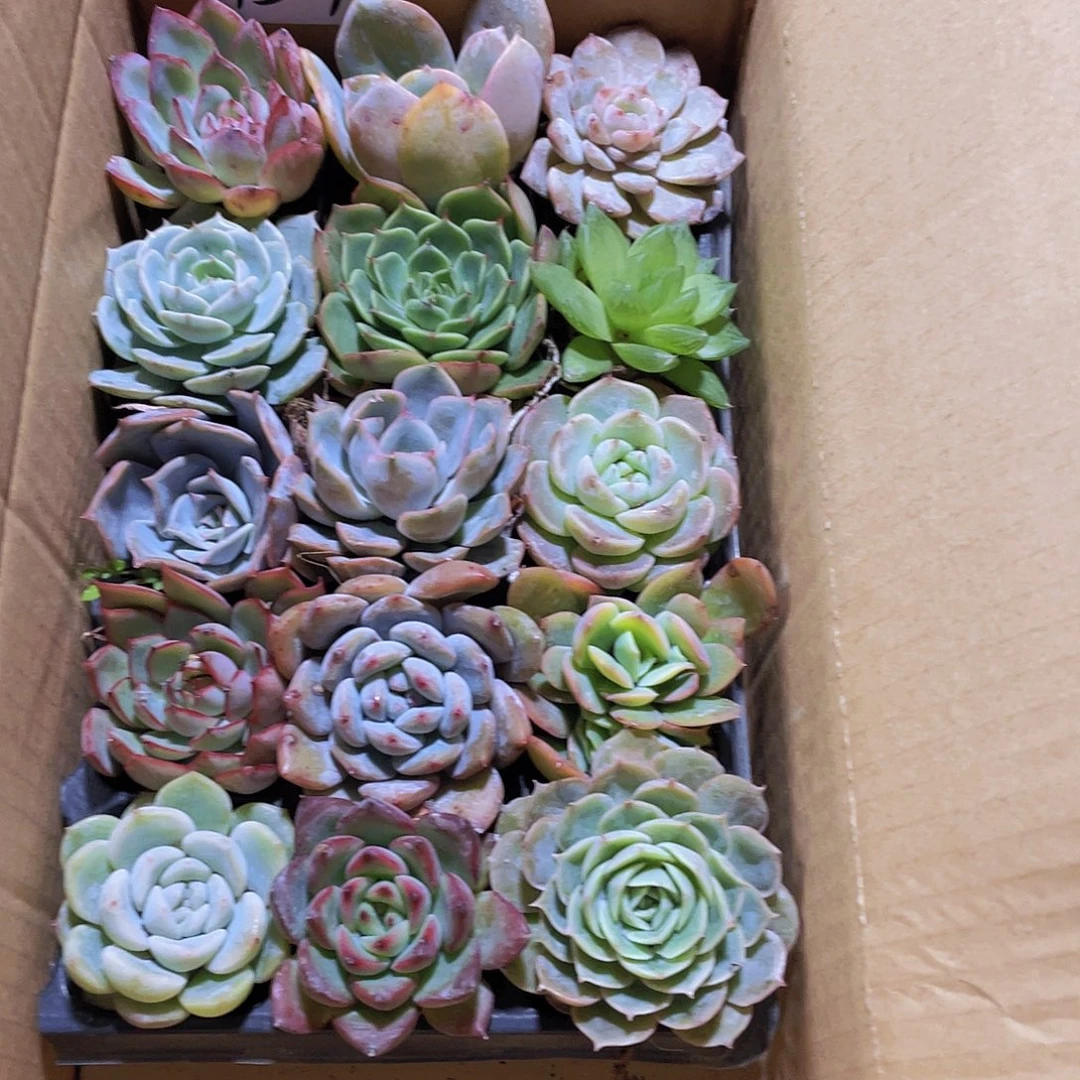 15颗-4号约4-5厘米