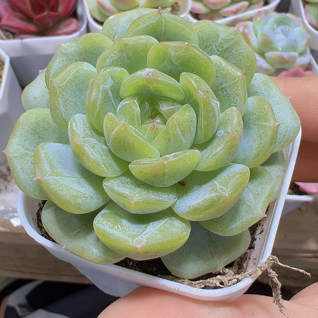 白恋19包邮多肉植物