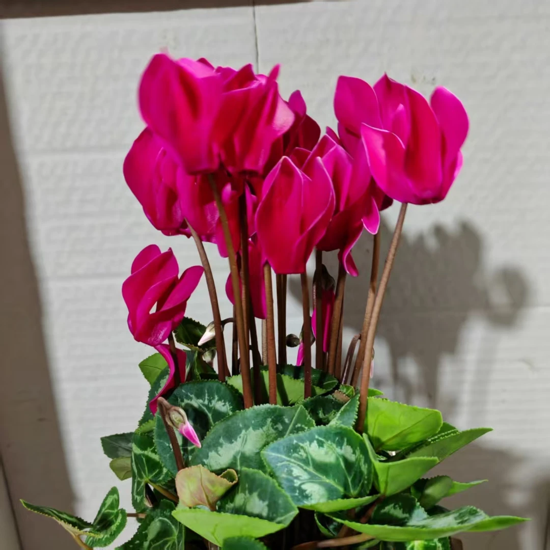银边口红 仙客来盆栽精品好养室内观花花卉