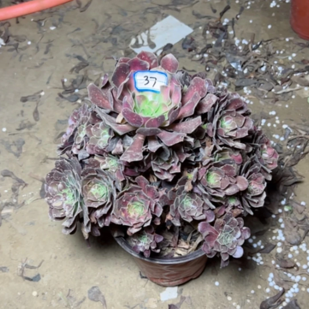 【闪购商品】花纳37