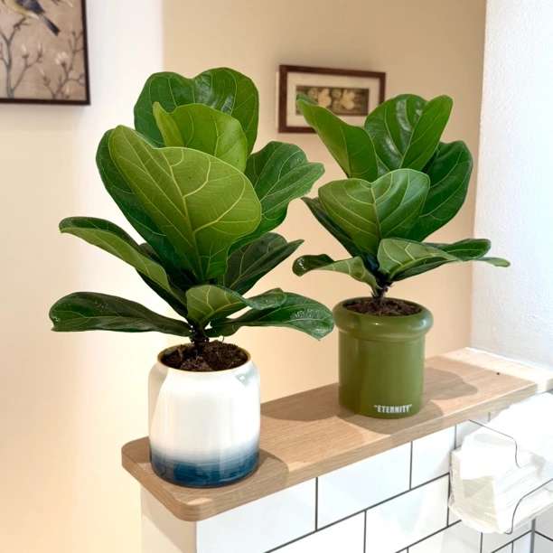 大琴叶榕富贵榕树盆栽盆景室内客厅办公室桌面观叶趣味花卉绿植