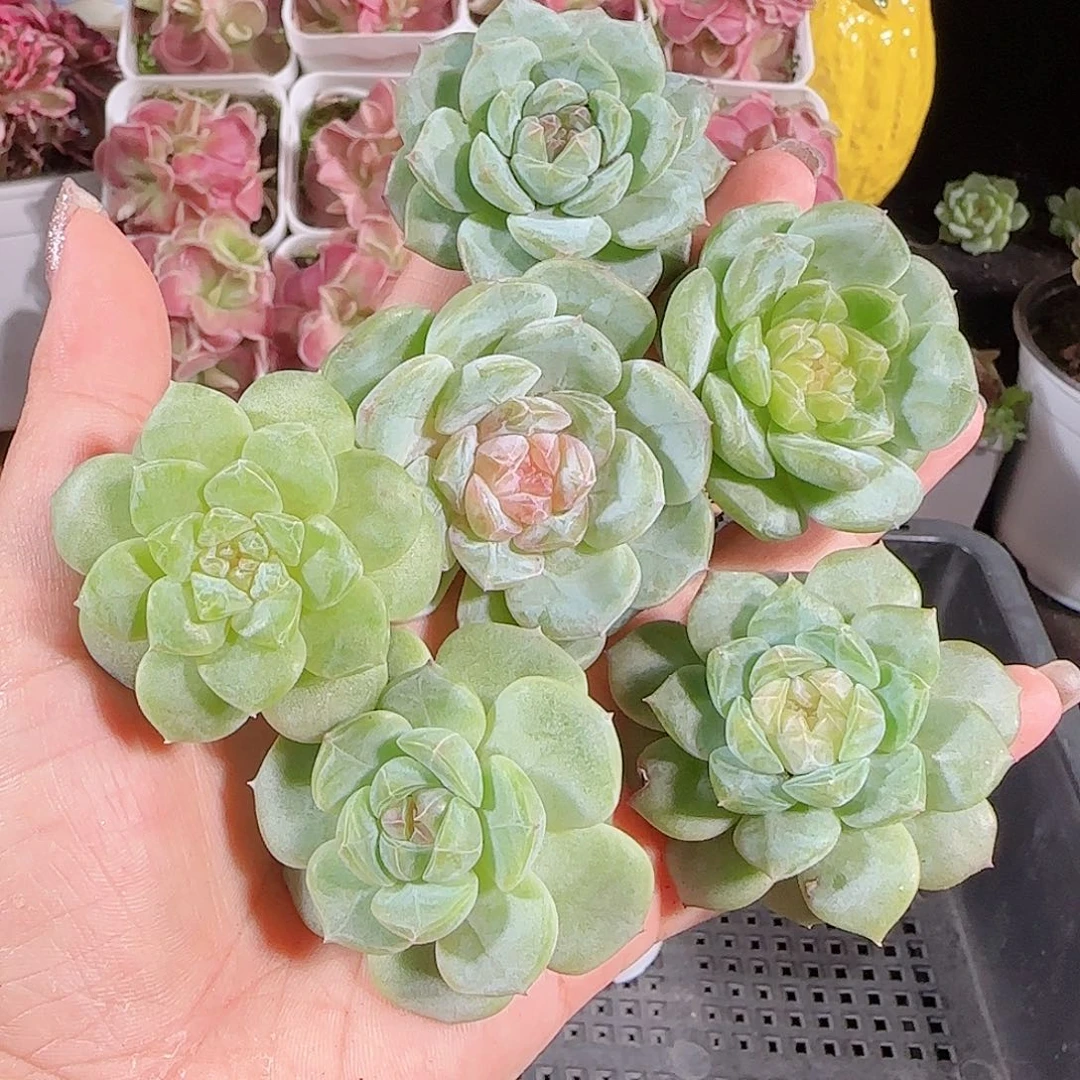 0717-:-73糖心珍妮