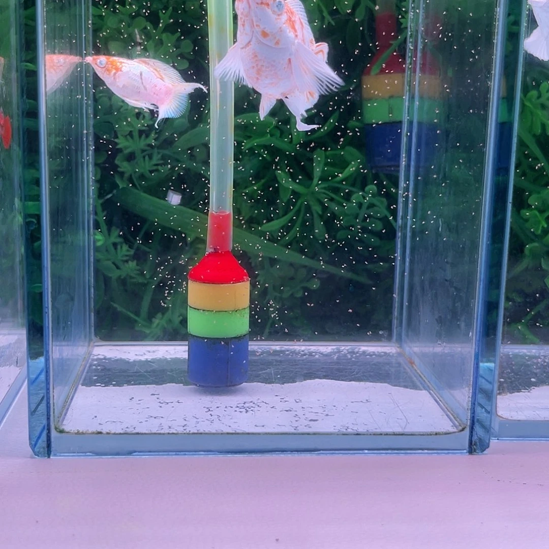 黑玛丽鱼790号玛丽1对