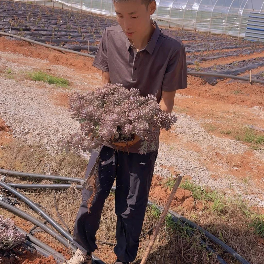 地栽大阿伦陪多肉