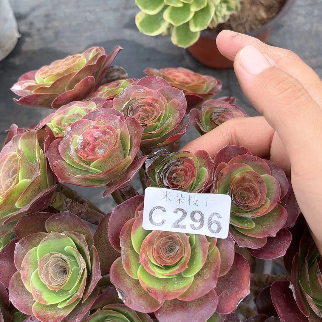 多肉植物296好多肉