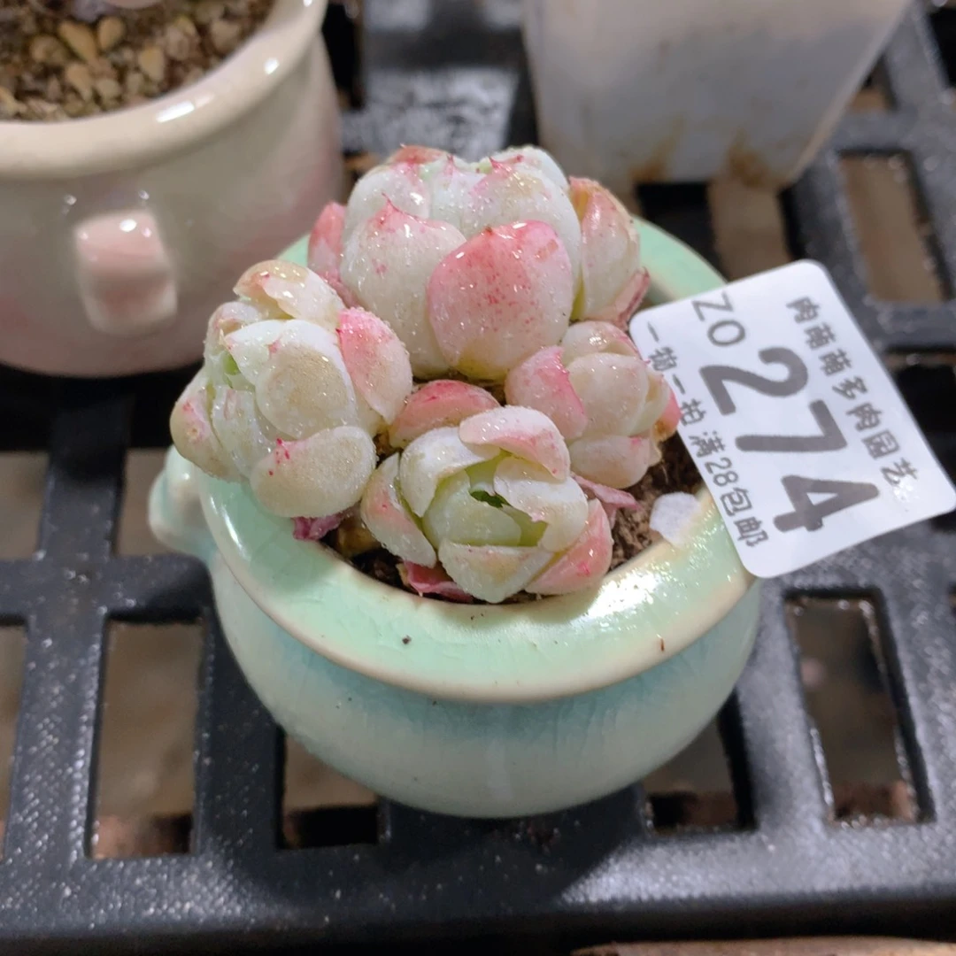 肉萌萌拇指盆精控多肉ZO274