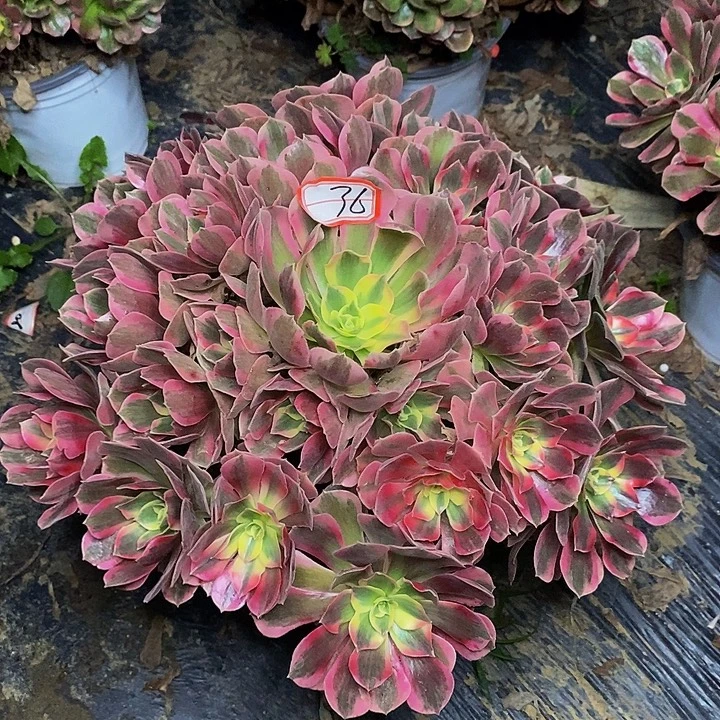 男神老桩捧花36号