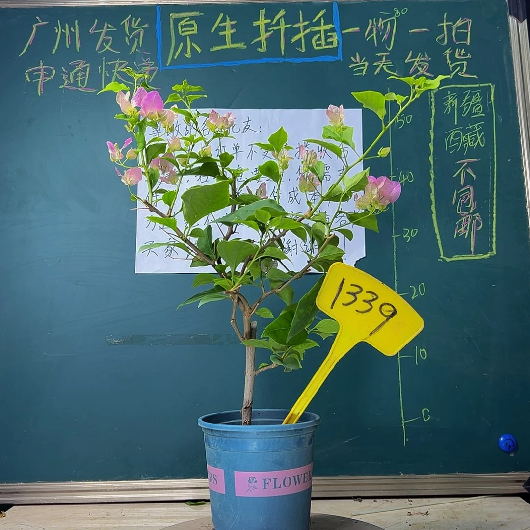 当前无花栽培后可以开花 福利 广红樱 1339