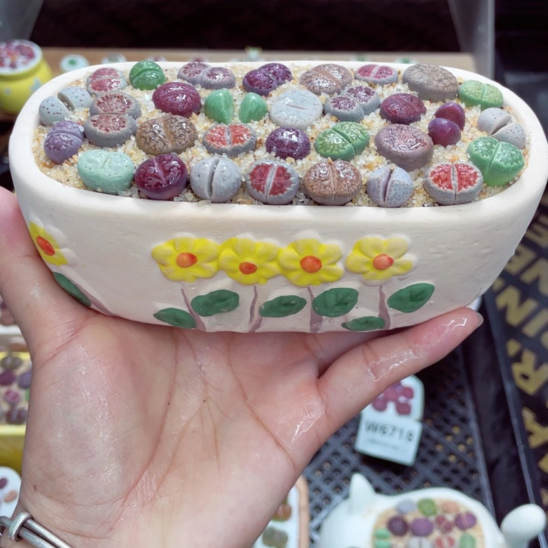 w6724 带盆土发货一物一拍