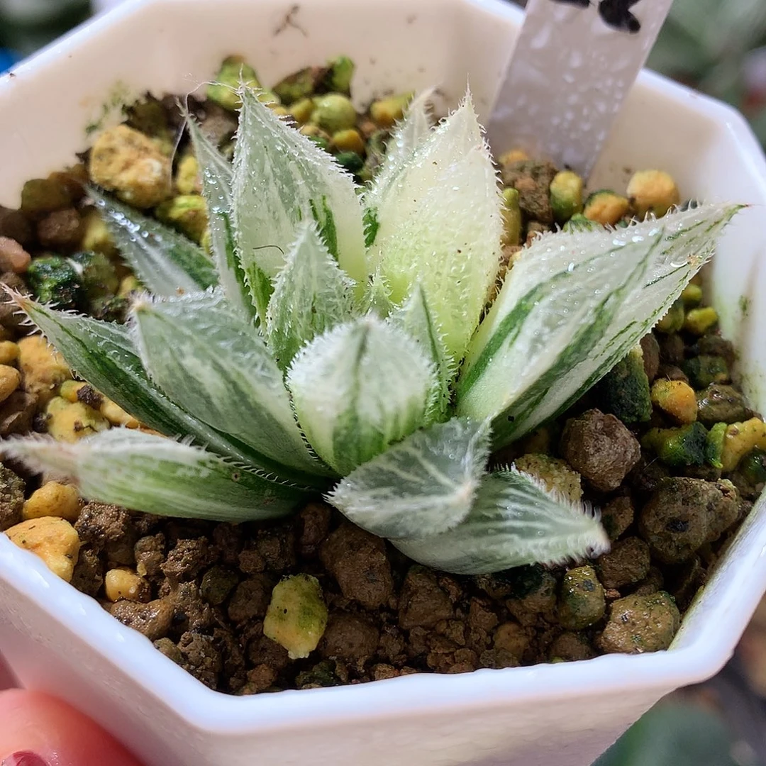 22号绘卷玉露带盆土