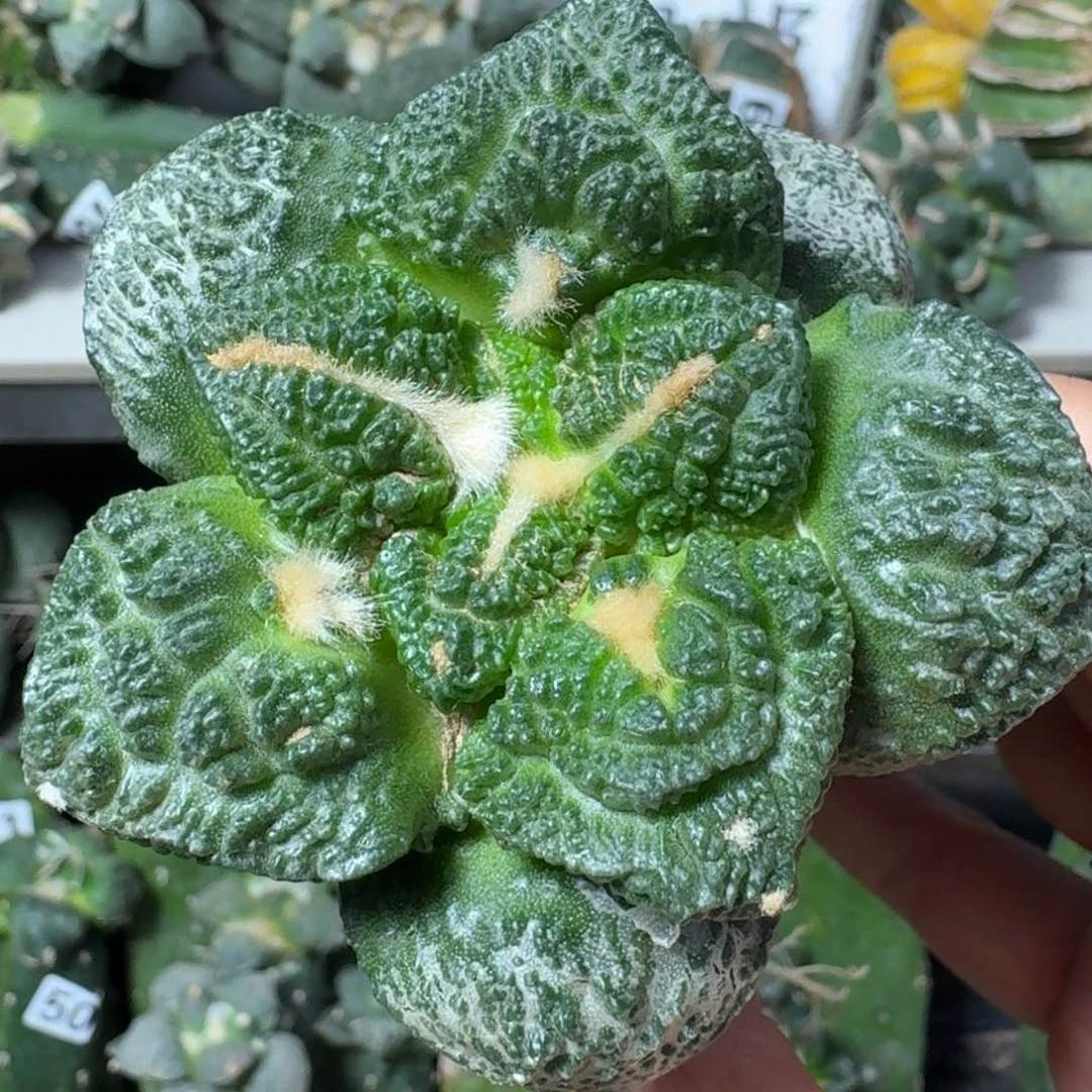 【闪购商品】无花朵桃***地哥龟甲525