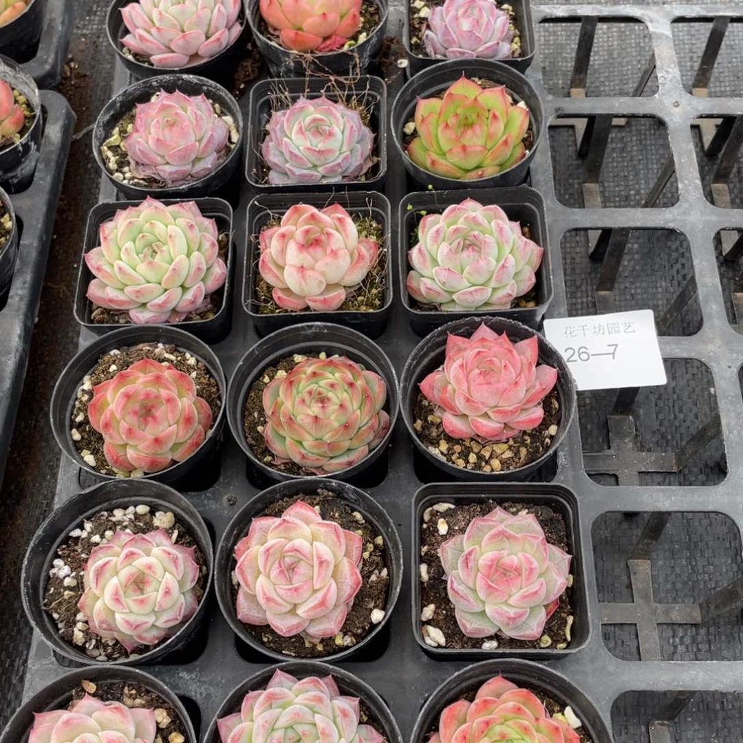 一物一拍18棵26-7