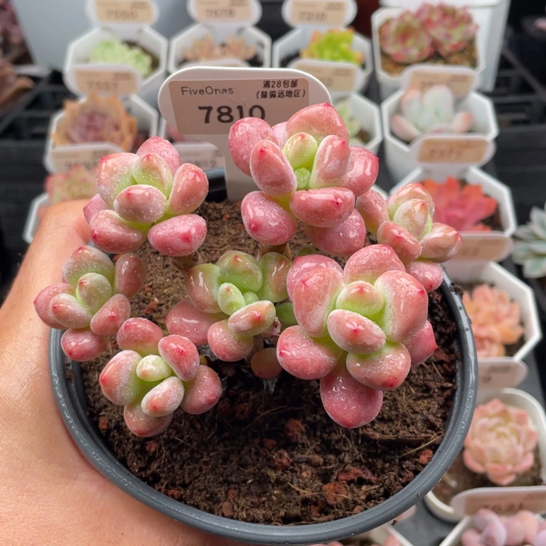 樱花洛神7810-10.5厘米