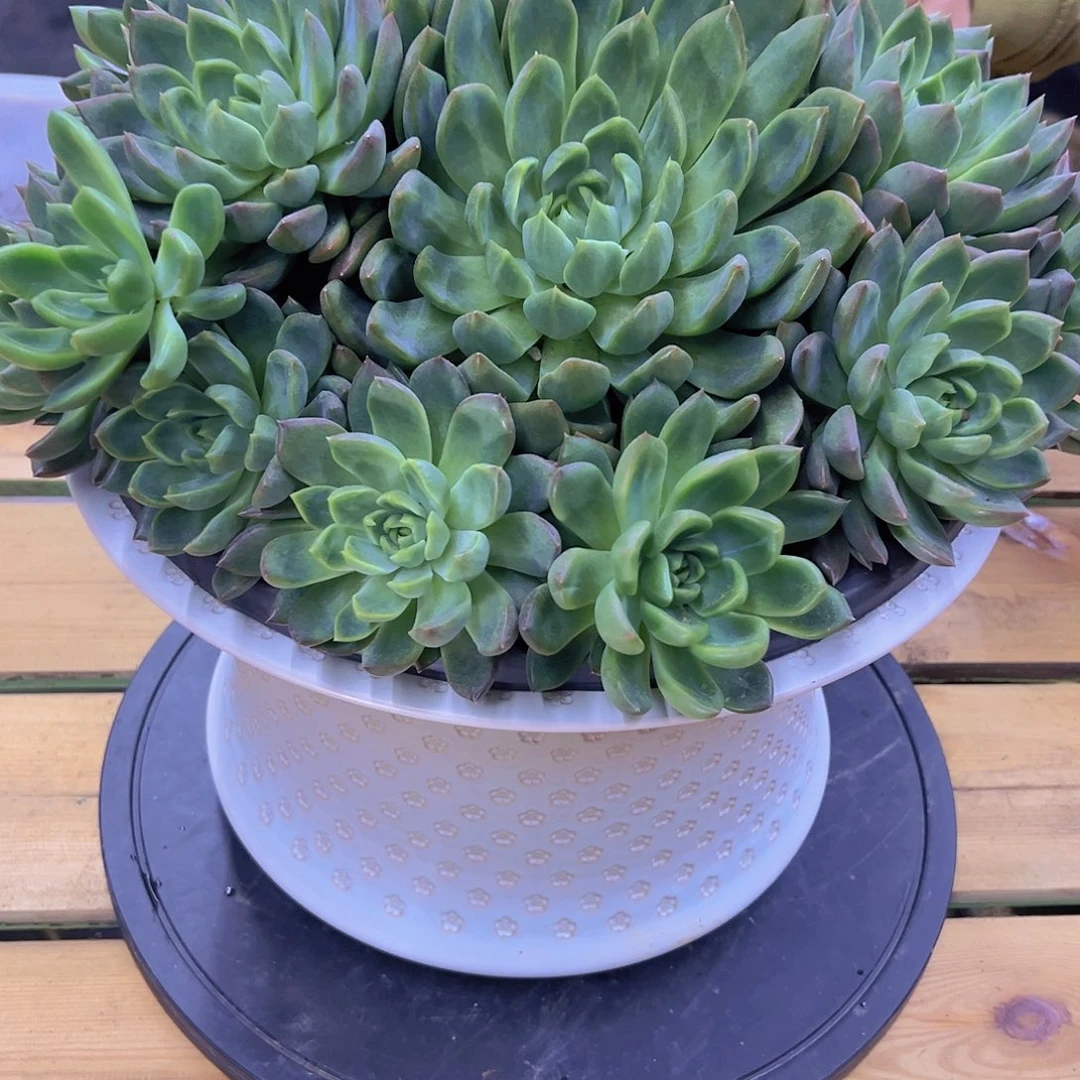 月***面冰心公主多肉植物寄养月亮小姐姐专拍