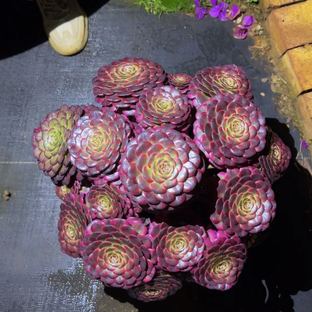 草**女月婵寄养发货物流到付