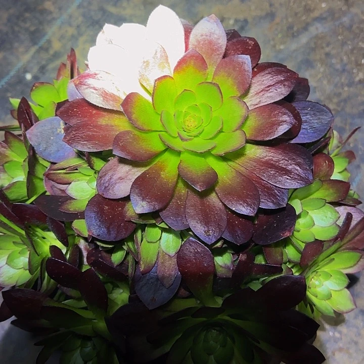 精品桃花石捧花亏本福利
