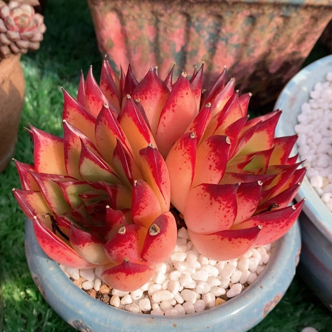 小菠萝多肉植物盆栽