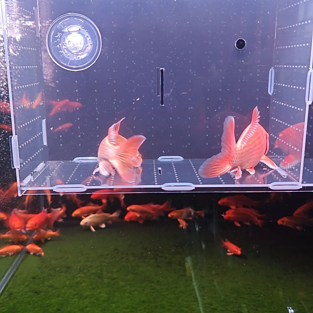 蝴蝶鲤H*-蝴蝶鲤苗子，包邮包活！