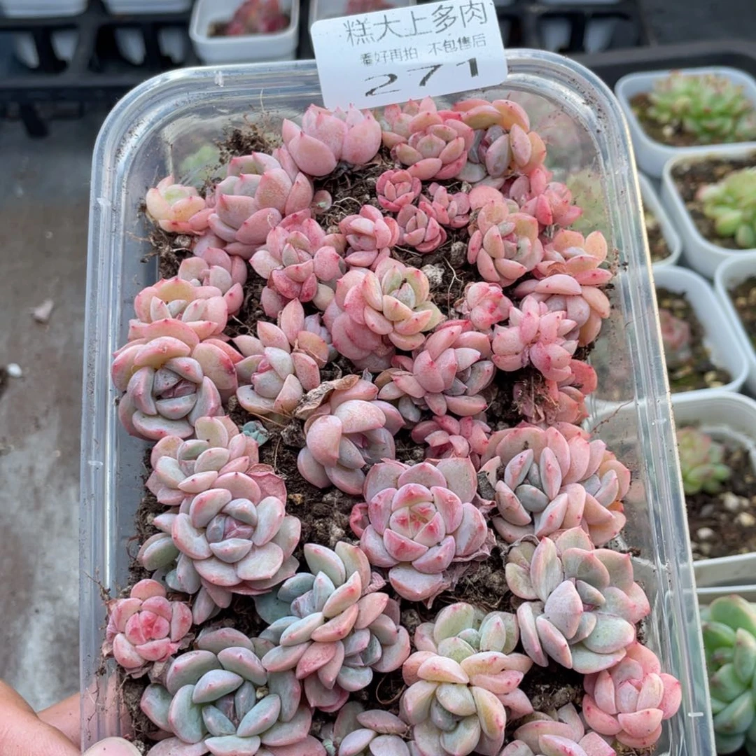 云糖心多肉植物271