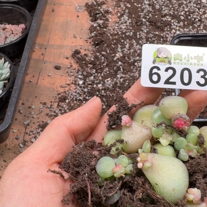 蓝***莲多肉植物多肉植物