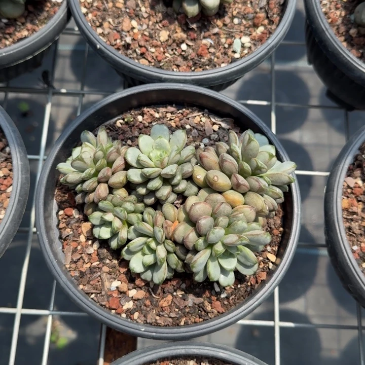 葡萄84号多肉植物