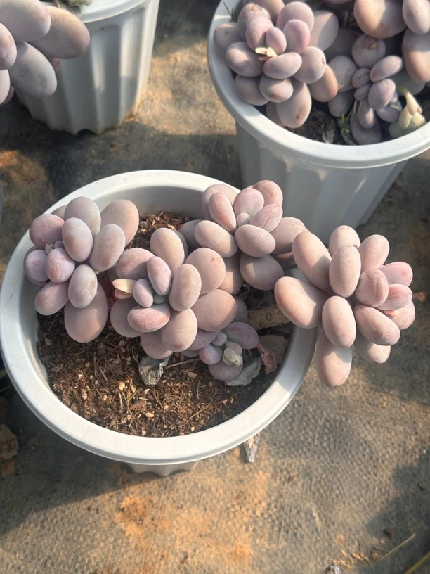 橙雪球老桩云南昆明多肉植物基地