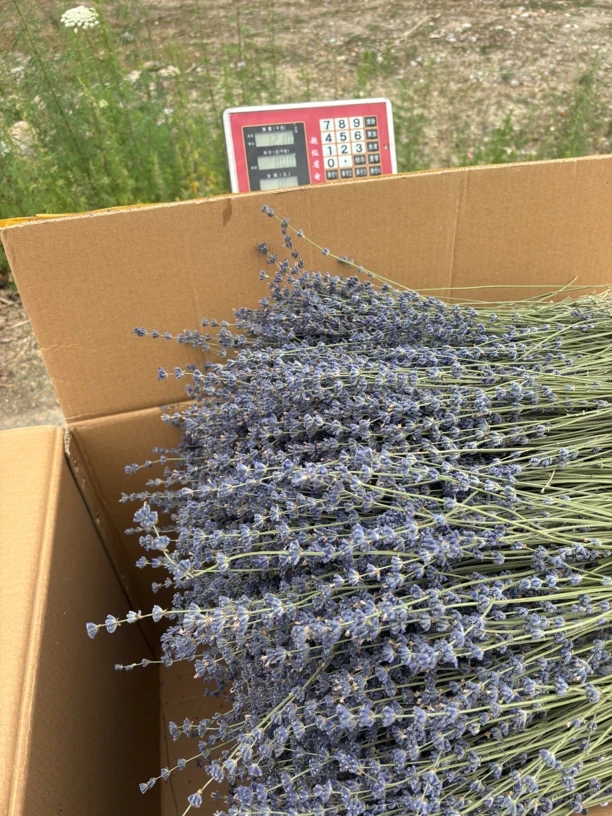 5A级太空蓝薰衣草干花束