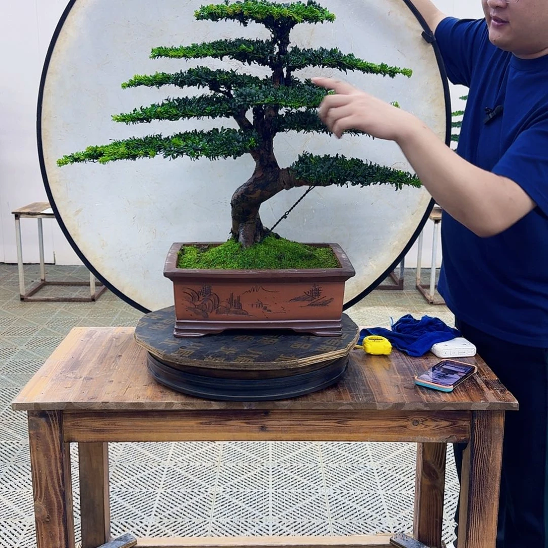 无花朵珍珠红芽罗汉松造型盆景