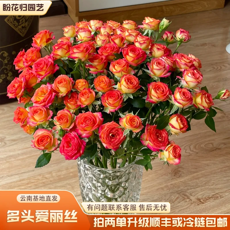 【爱丽丝】云南鲜切基地直发赠营养液（拍两单升级顺丰或冷链包邮）