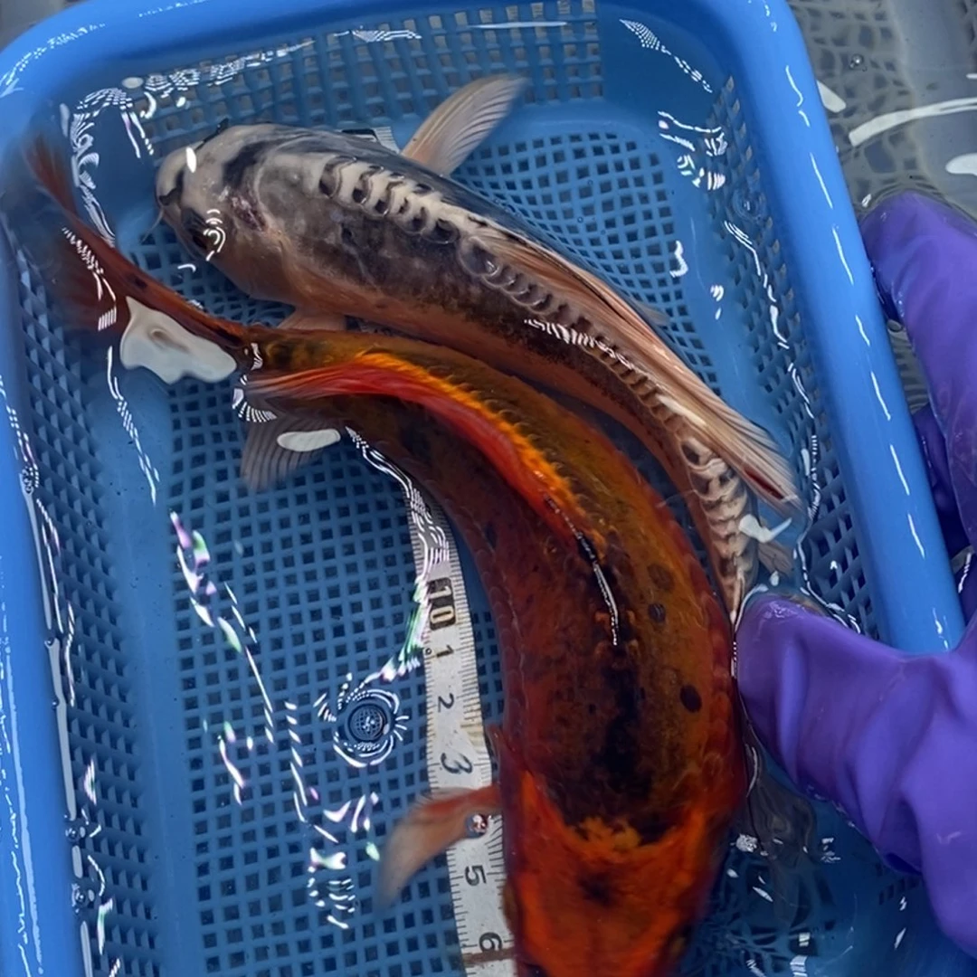 锦鲤冷水锦鲤包邮