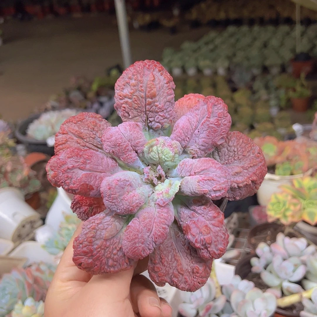 狂野男爵大单头老桩