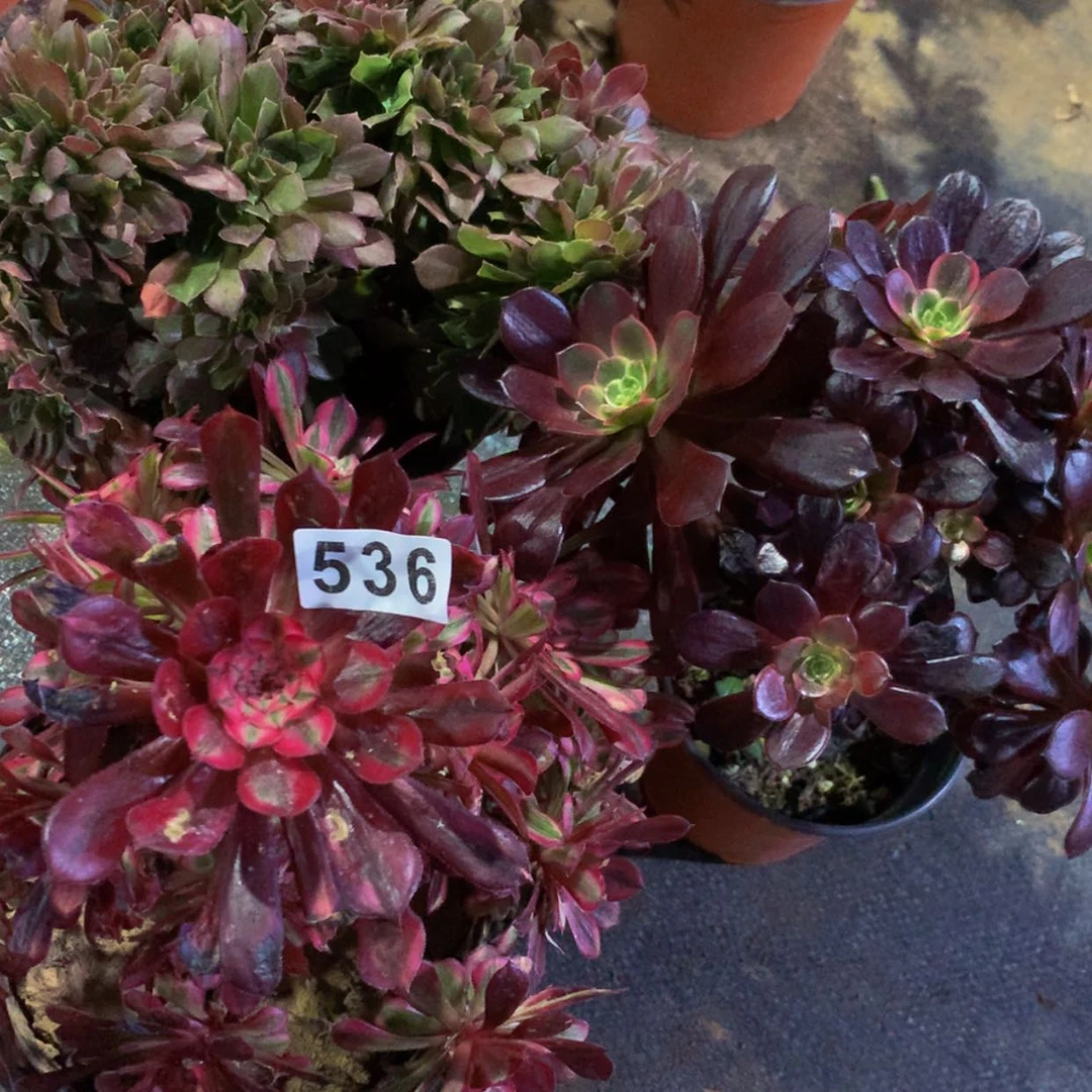 【闪购商品】福**乐536婚纱红彤玫瑰多肉