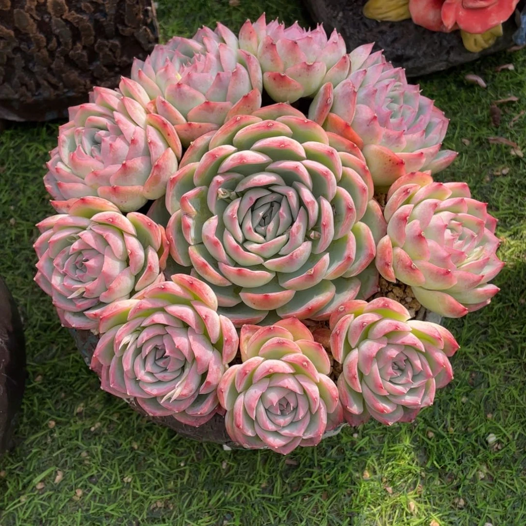 豆总多肉侧影群生