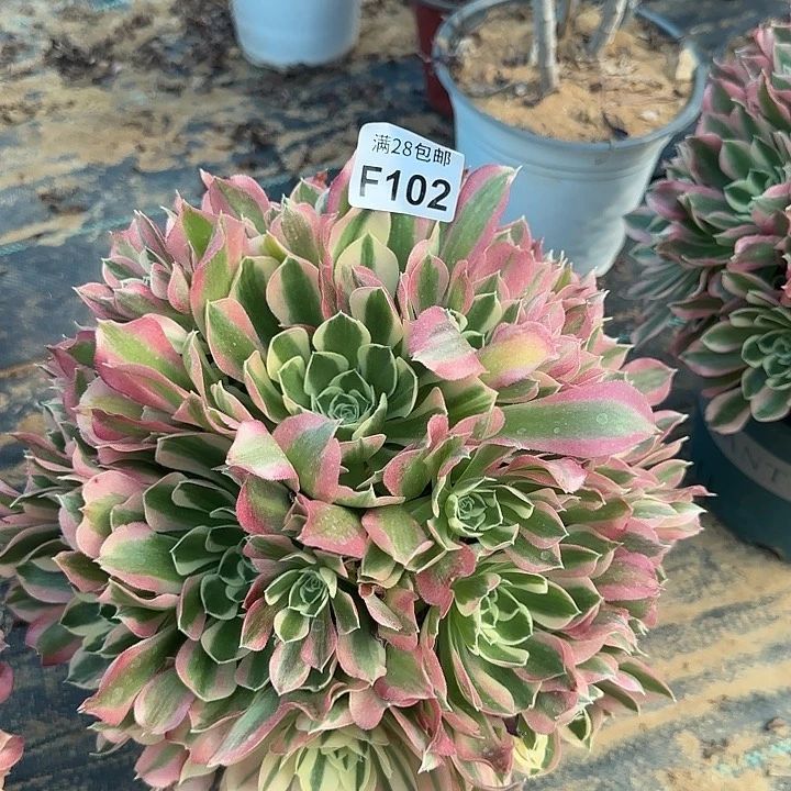 102白凤多肉植物一物一拍