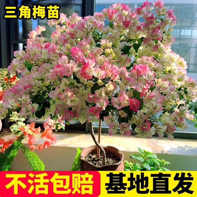 三角梅花树苗三角梅盆栽带花老桩大苗室内阳台漳红樱爬藤四季开花