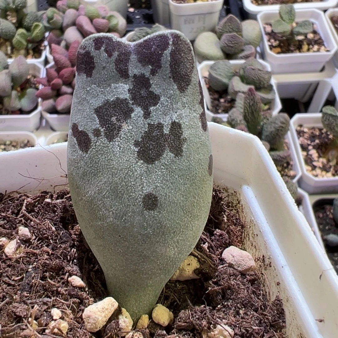 猫耳海豹大苗多肉植物水泡