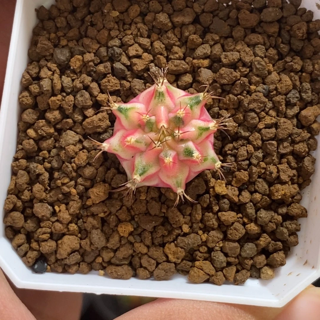 泰系侧芽—带盆土发货29
