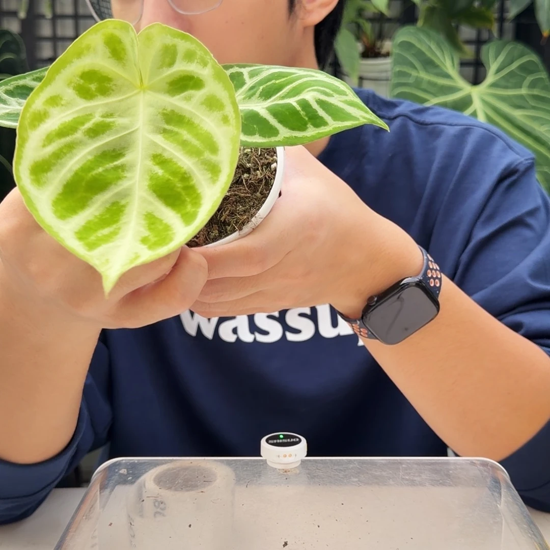 完全开放C100 铜锣烧