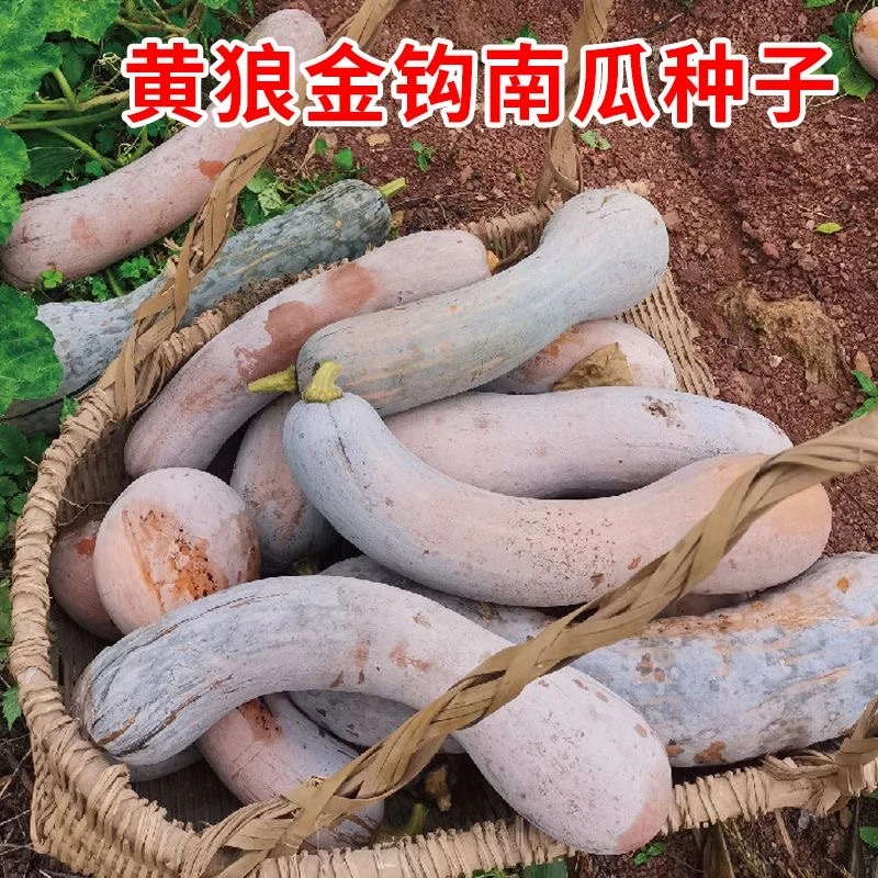 金钩南瓜种子甘面味甜香糯地爬春季庭院种植瓜果蔬菜种籽菜籽种孑