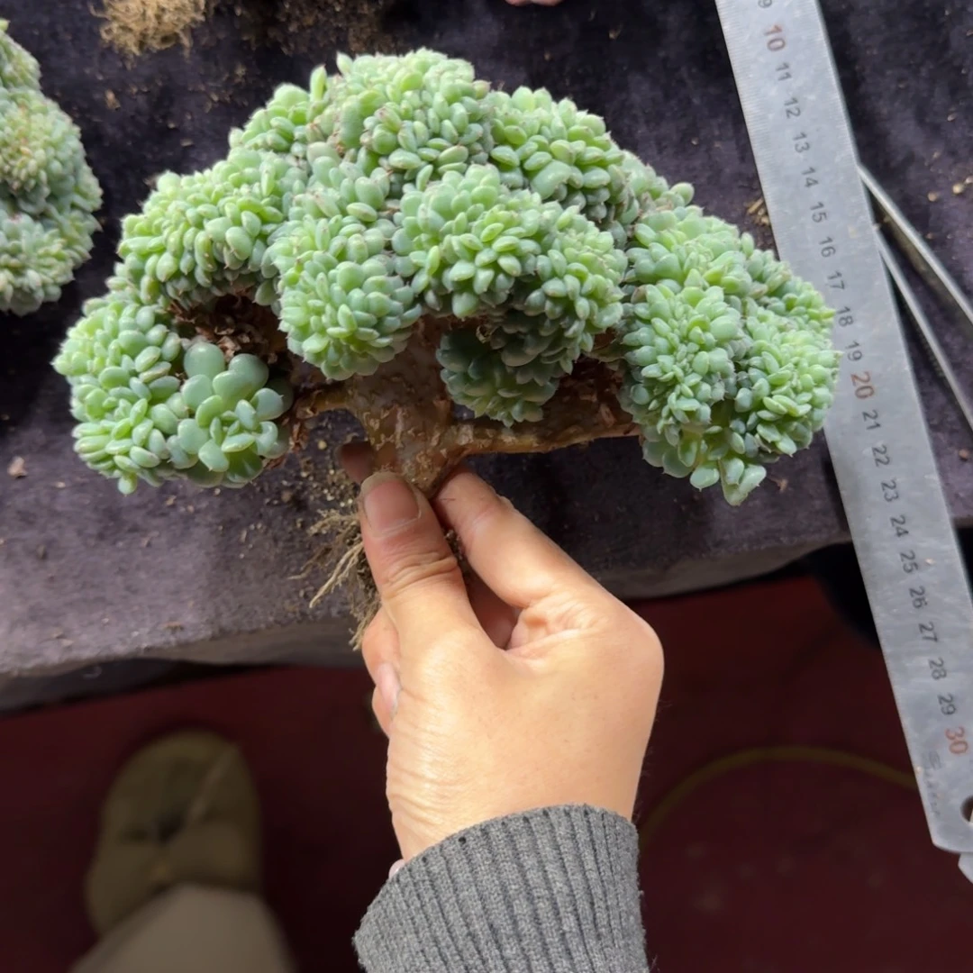 豆***人白胖子缀化一物一拍